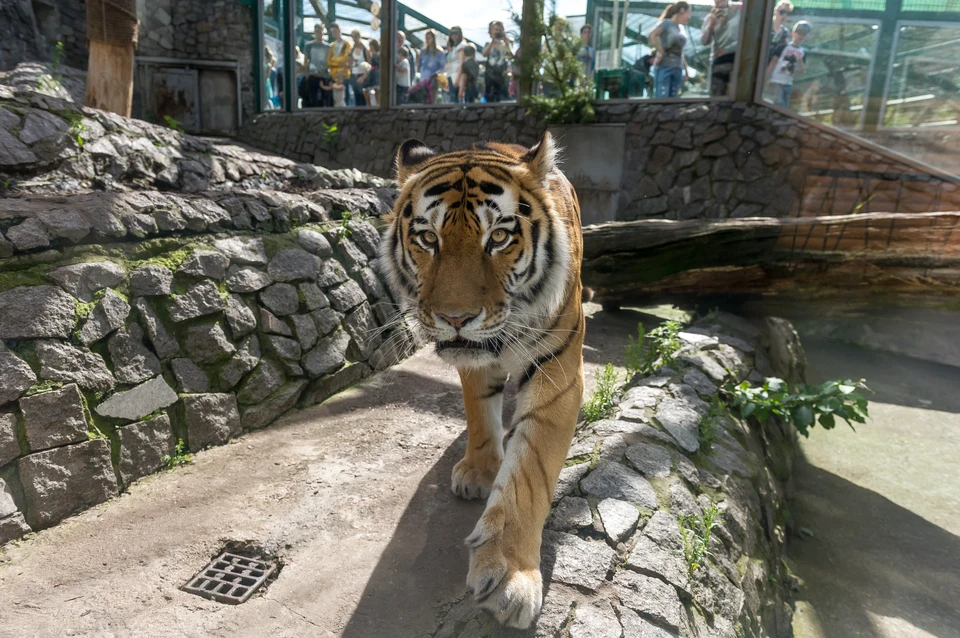 В его рацион входят тушки кроликов и куриц, нежная говядина и полезные субпродукты.