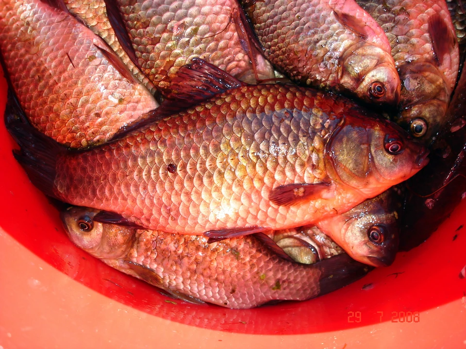 Рыбаки ловили щук, окуней, судаков и другую рыбу