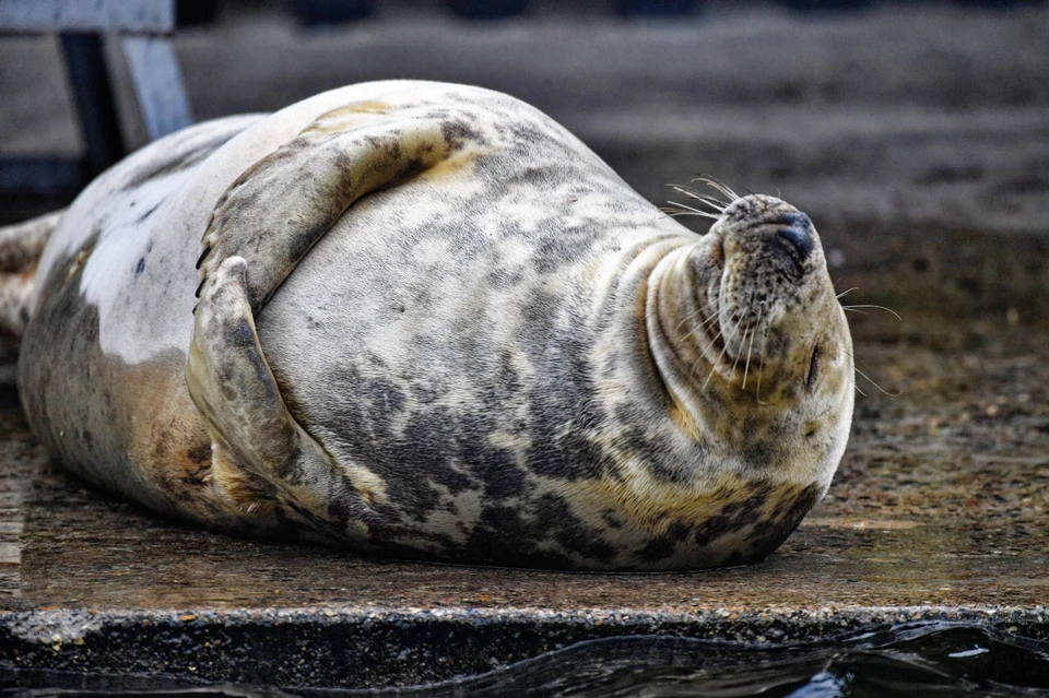 Минсельхоз Казахстана: Причиной гибели сотни тюленей стала развившаяся инфекция