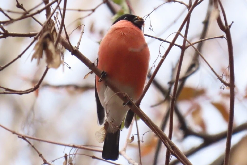 Птицу обнаружили 3 ноября. Фото: Людмила Буднева