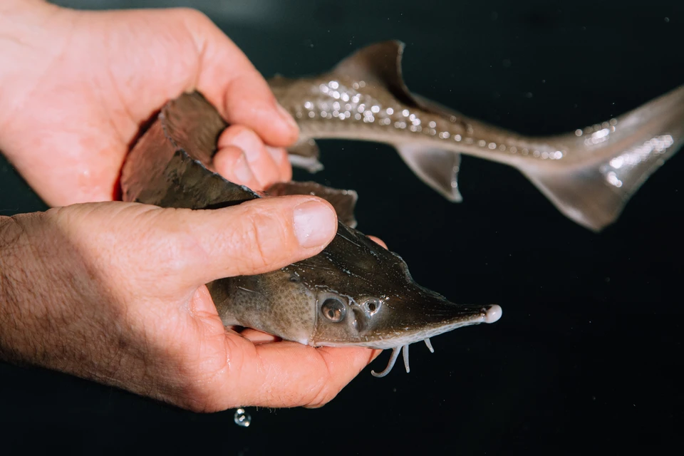 Искусственное воспроизводство и увеличение объемов выпуска молоди положительно влияет на ситуацию