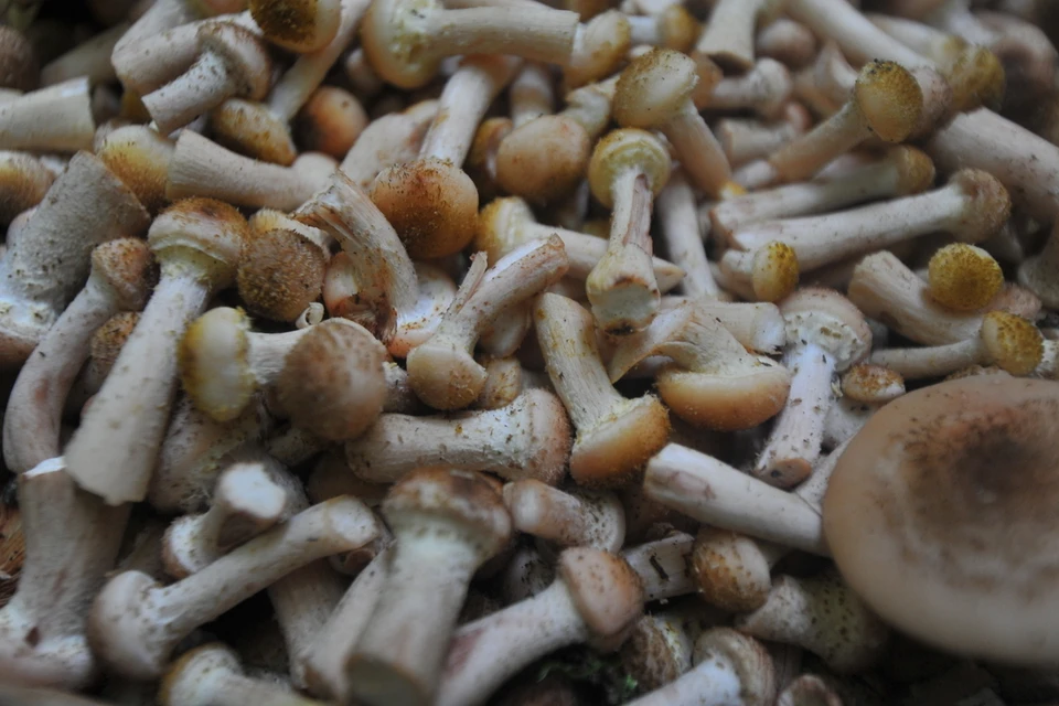 В лесах Новосибирской области были найдены зимние опята.