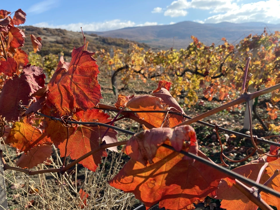 Осень выдалась погожей