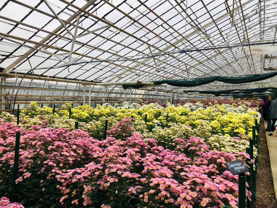 Теплицы откроют для посетителей 8 ноября. Фото: https://t.me/vrbsbotsad