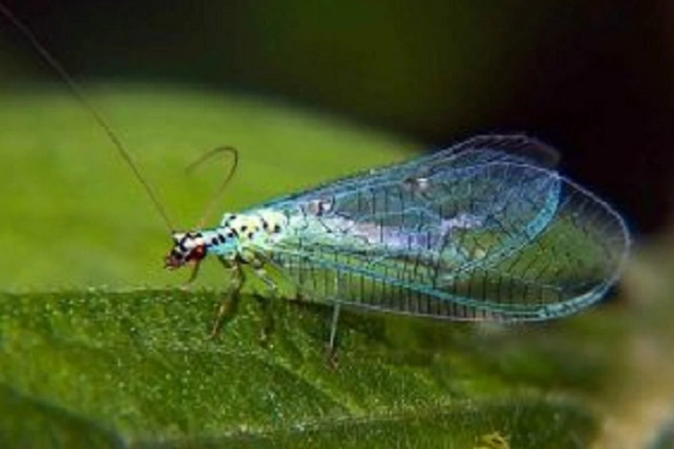 На Урал завезли миллионы полезных для сельского хозяйства насекомых. Фото: пресс-служба Уральского межрегионального управления Россельхознадзора