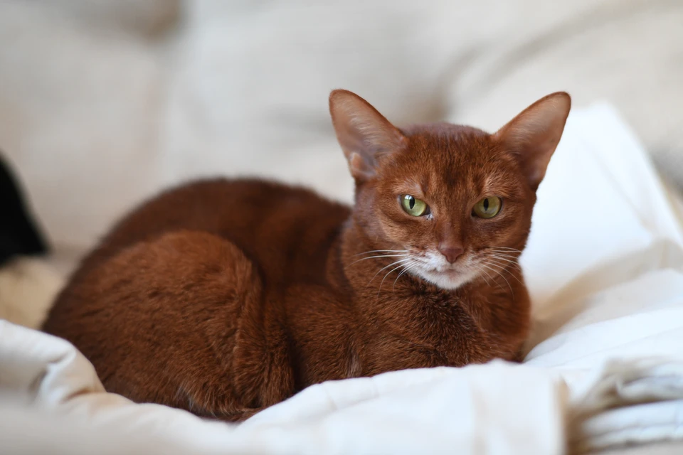 Животные воспринимают человеческие жесты и позы иначе.