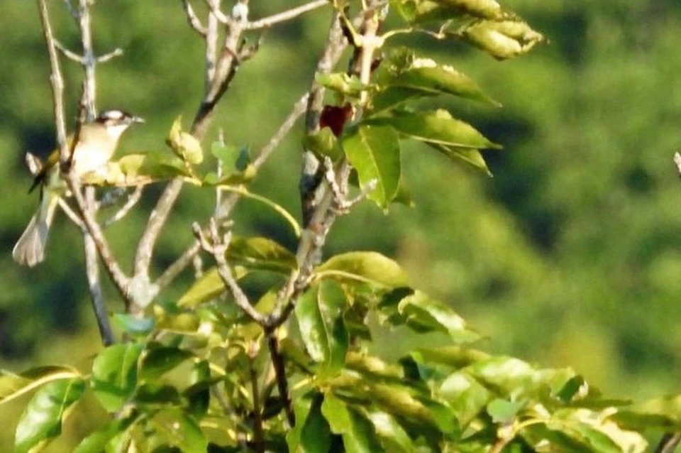 Не исключено, что в будущем бюльбюль «переедет» в Россию насовсем. Фото: «Земля леопарда»