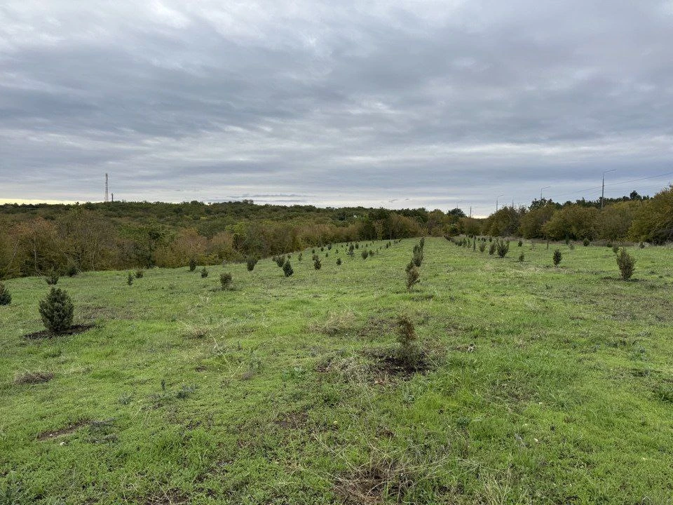 Природный потенциал территории восстанавливается. Фото: Севприроднадзор