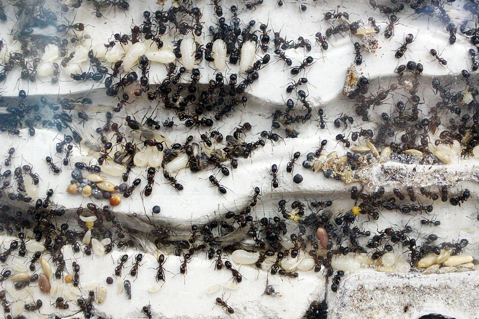 Полиция предположила, что во время уборки девушка наткнулась на муравьёв