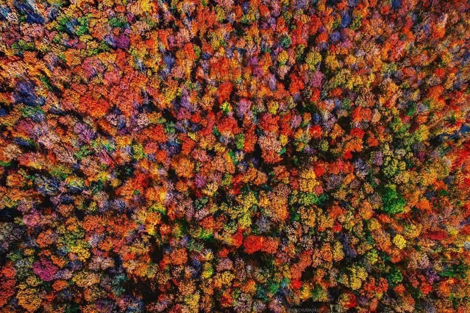 Осенняя мозаика Молдовы. Фото: Максим Чумаш