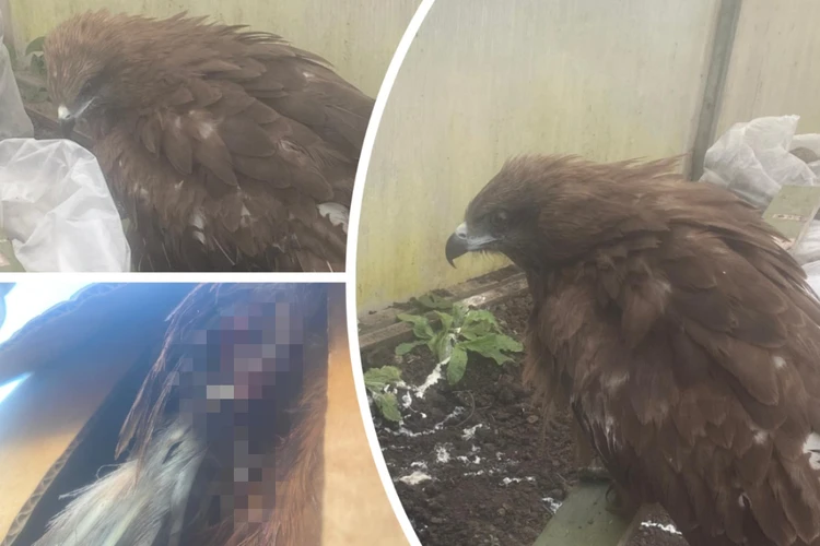 Под Новосибирском дачница спасла коршуна - теперь он присматривает за курицами