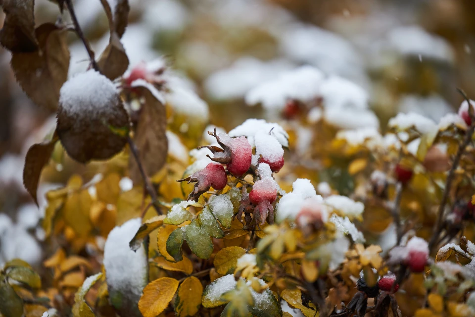 На предстоящих выходных в регионе сохранится неустойчивая погода.