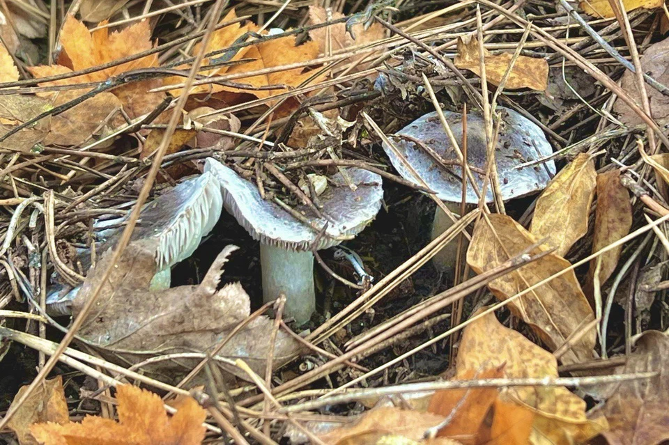 В Севастополе начался грибной сезон. Фото: Архив "КП"
