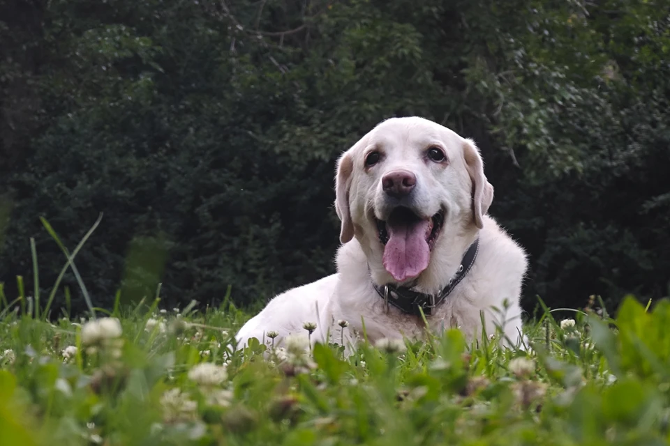 Теперь дети не смогут выгуливать больших собак без сопровождения взрослых.
