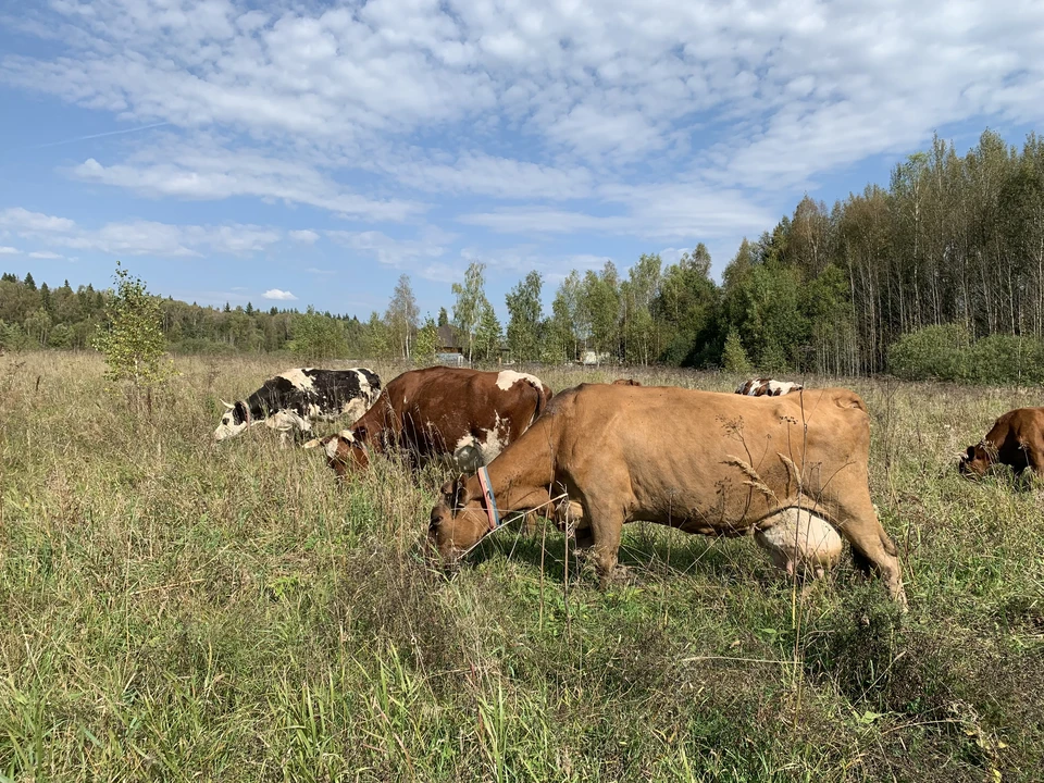 Нижегородский Россельхознадзор провел внеплановые проверки ферм с помощью БПЛА.