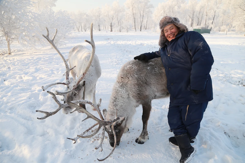 В Коми началась ежегодная кампания по убою северных оленей.
