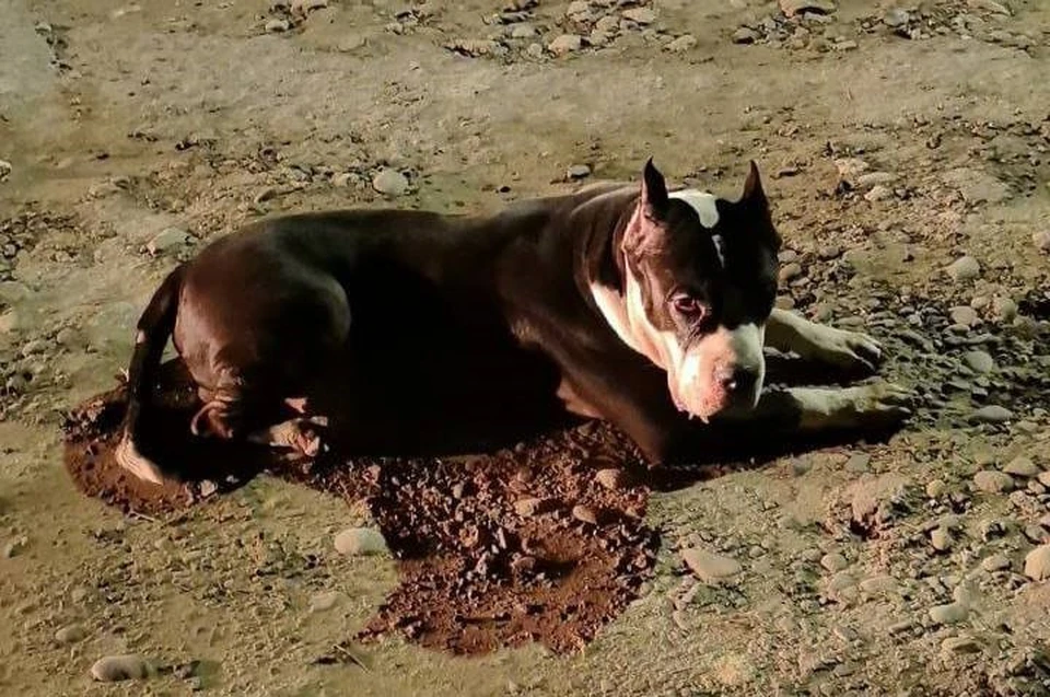 Могила его любимицы была разрыта спустя неделю после смерти. Фото: предоставлено «КП»