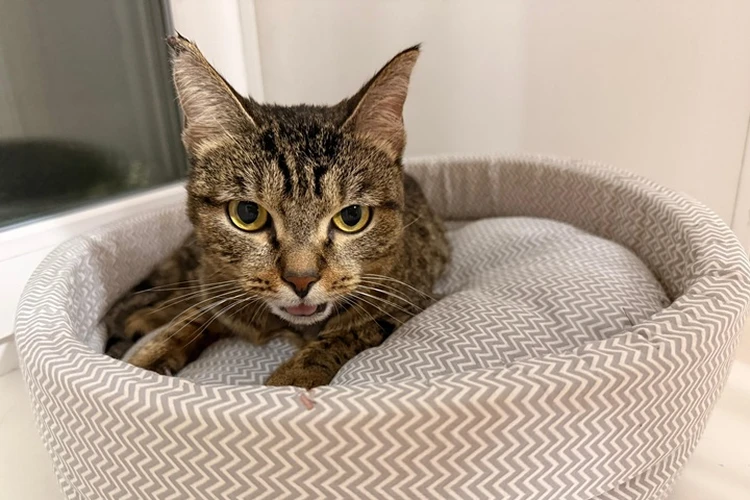 Челюсть повисла, а в глазах - боль: история про взорванную петарду во рту кошки Маруси в Комсомольске получила неожиданный поворот