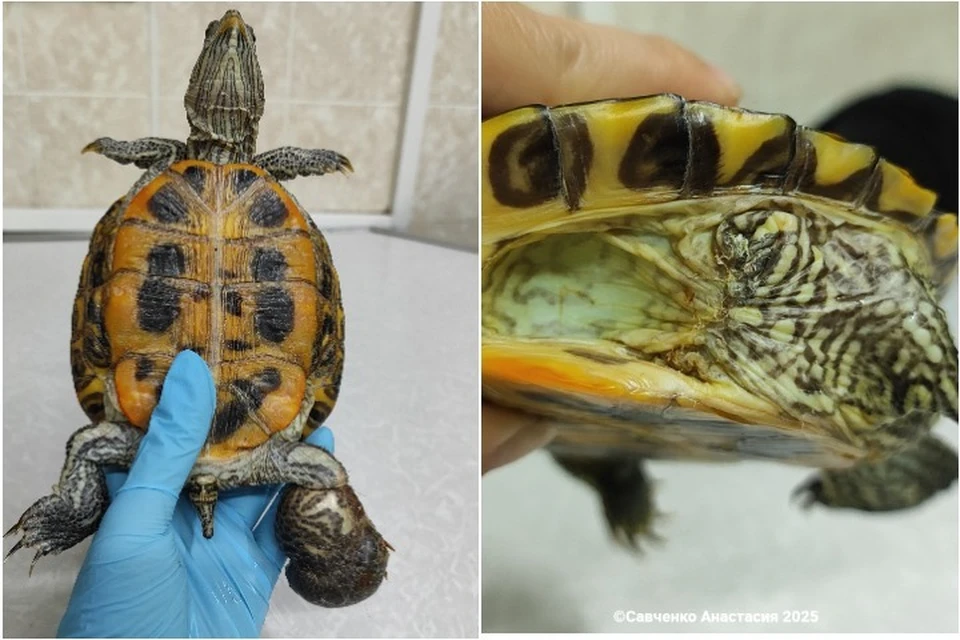 На фото слева - лапка до операции. На фото справа - черепаха после ампутации. Фото: Официальная страница специалиста в социальной сети.