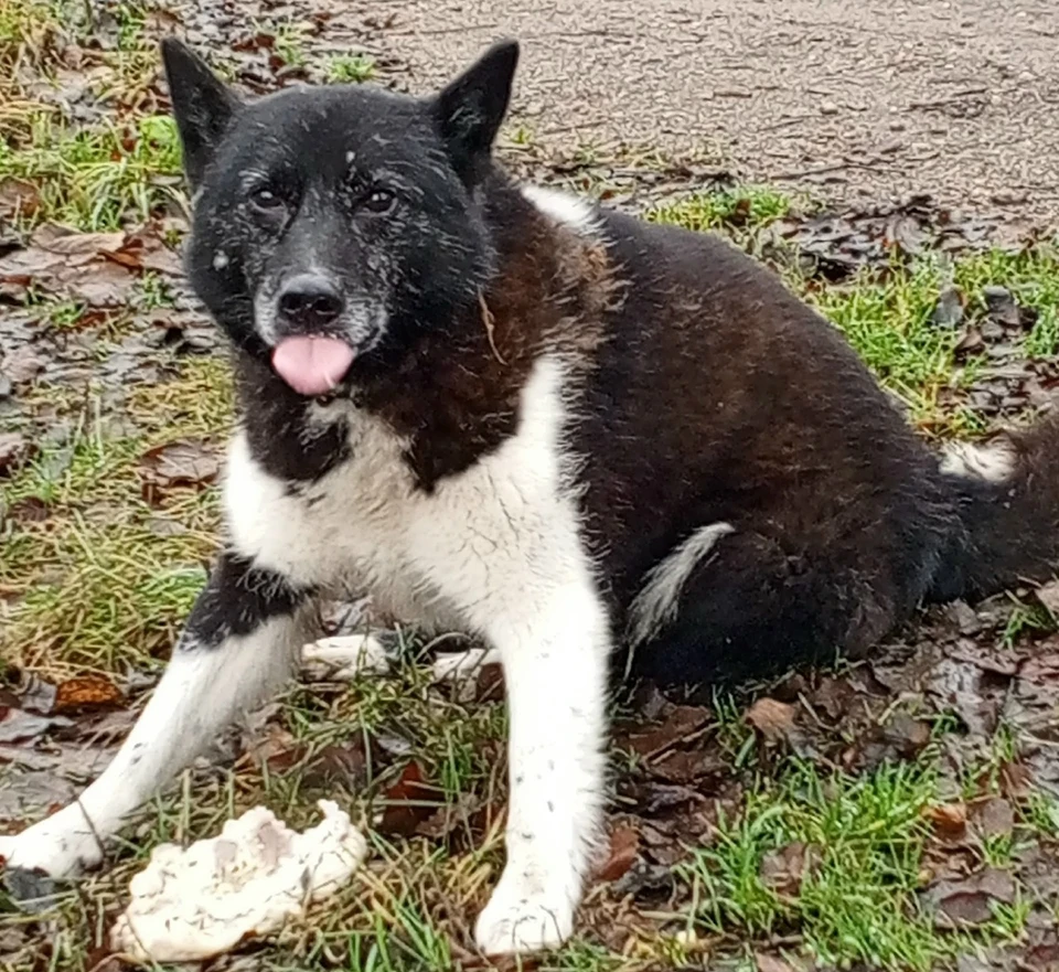 Фото: газета «Гдовская заря».
