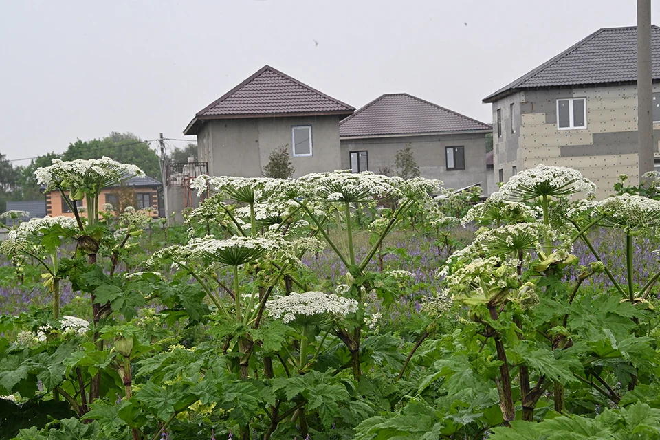 В Москве разрабатывают меры по борьбе с 32 видами инвазивных растений
