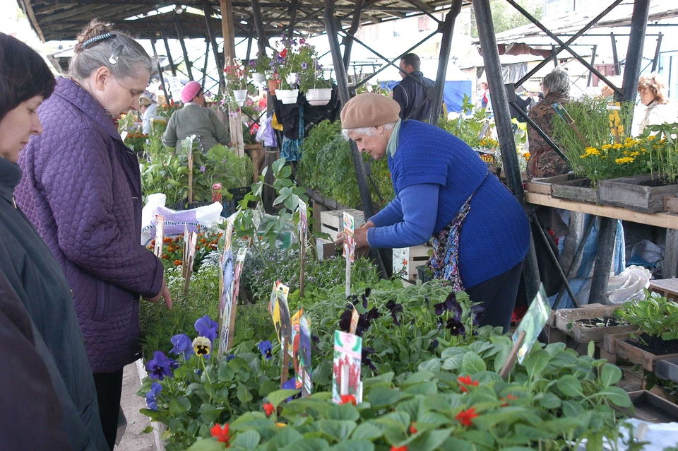 Пожилые люди могут выращивать рассаду и продукты на продажу