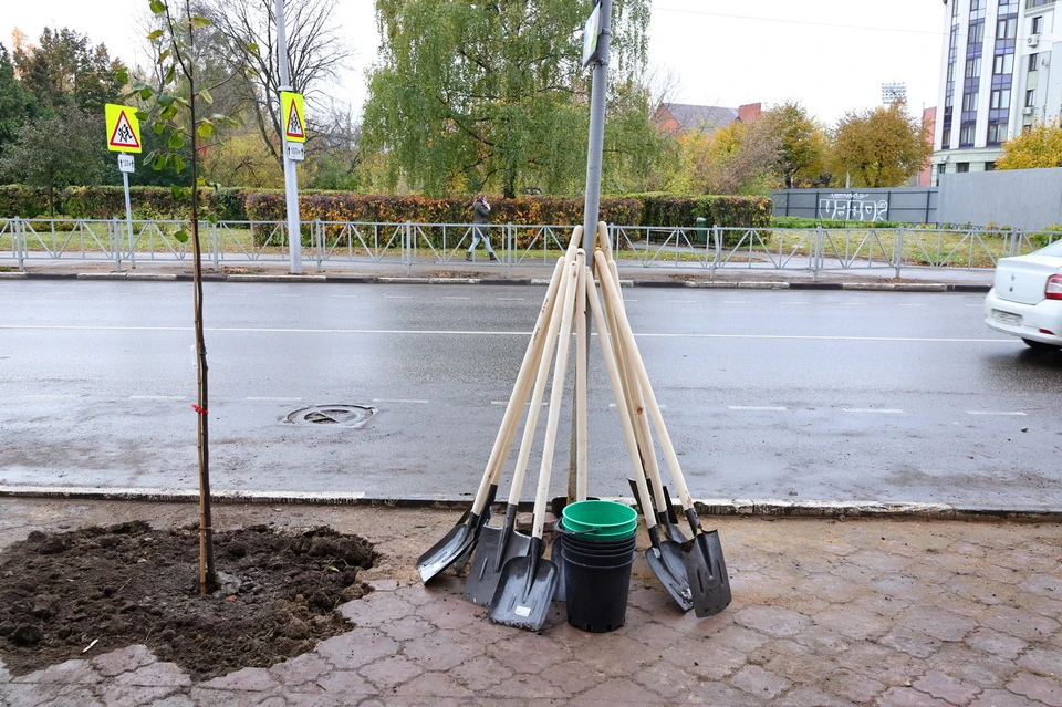 В Рязани завершился месячник по озеленению городских территорий. Фото: администрация Рязани.