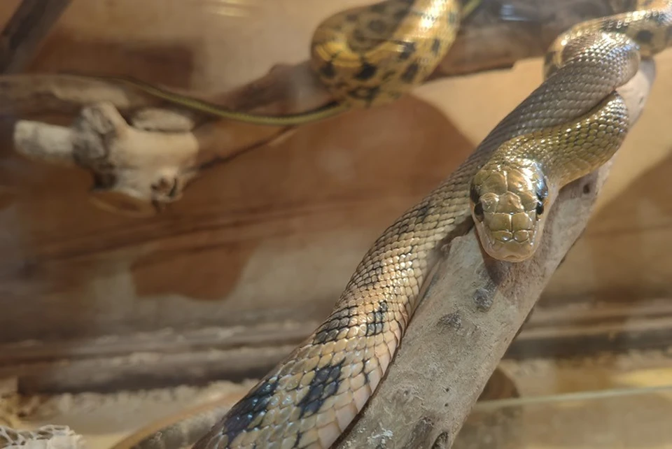 В Ростове питона с травмой лечили целый год.
