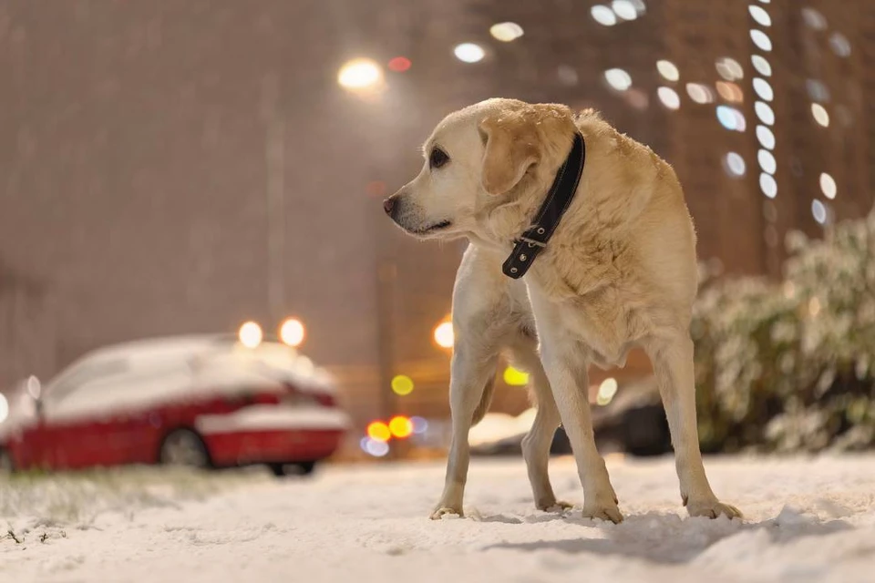 Первый снег выпал в Петербурге