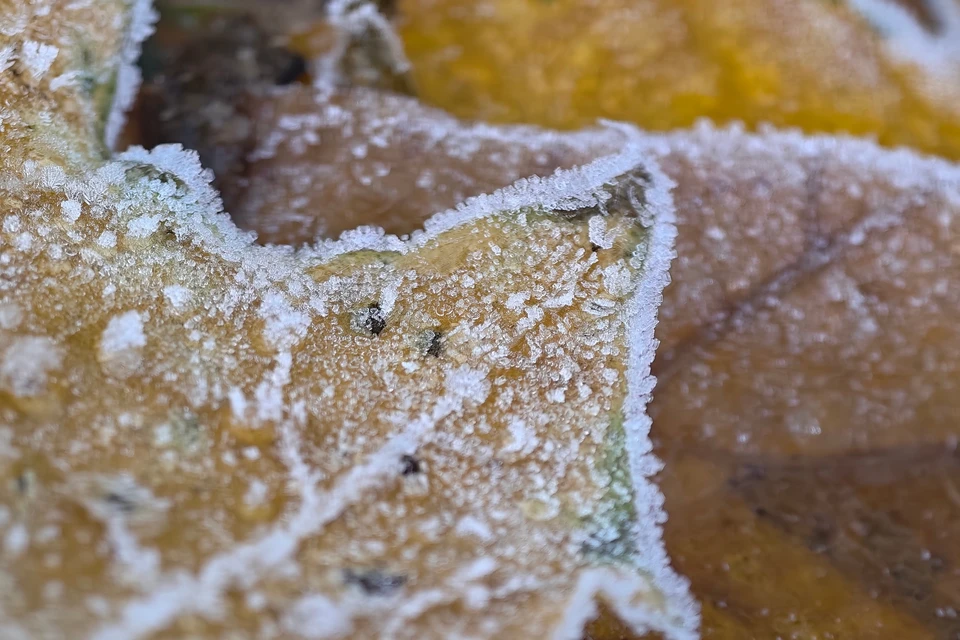Местами по области 15 ноября прогнозируют мороз.