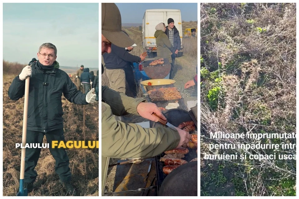 Этапы работы «поколения леса». Фото: коллаж КП