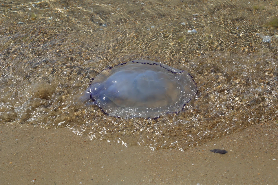 Ребенка из России госпитализировали в Малайзии: вот что случилось с маленьким туристом
