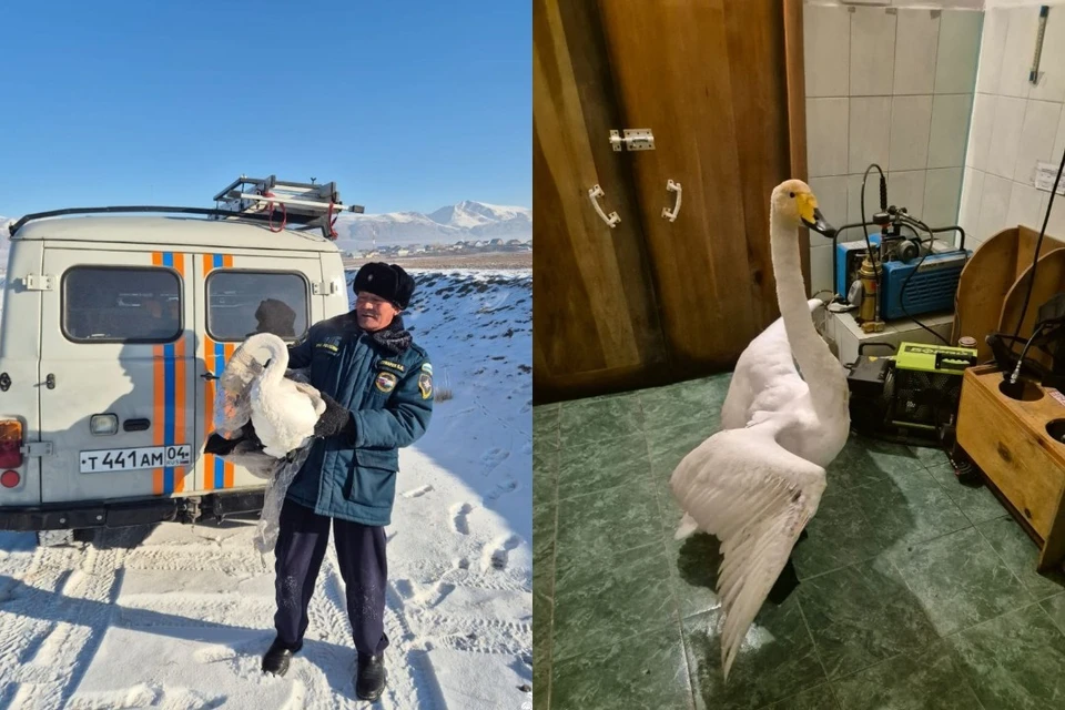На птицу напали собаки, но спасатели подоспели вовремя