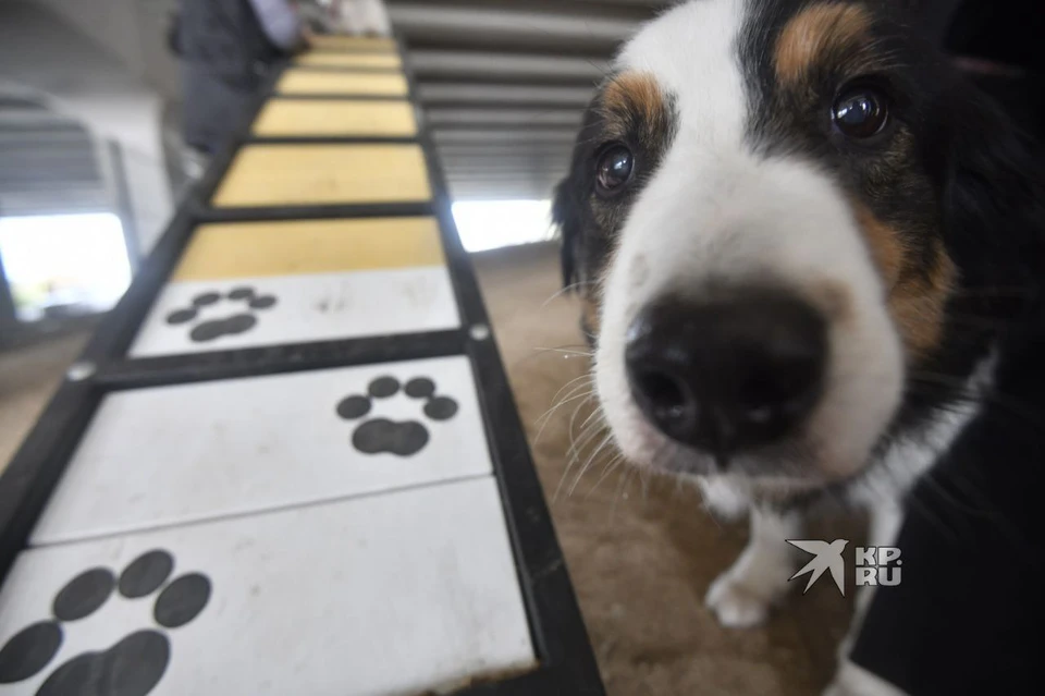 В Свердловской области перевозку питомцев в поездах сделали безопаснее