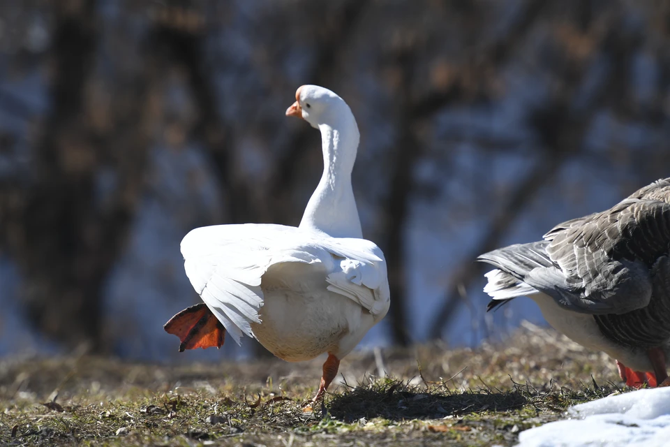 Гусыня из Невинномысска перешла дорогу по правилам и попала в видео мэра