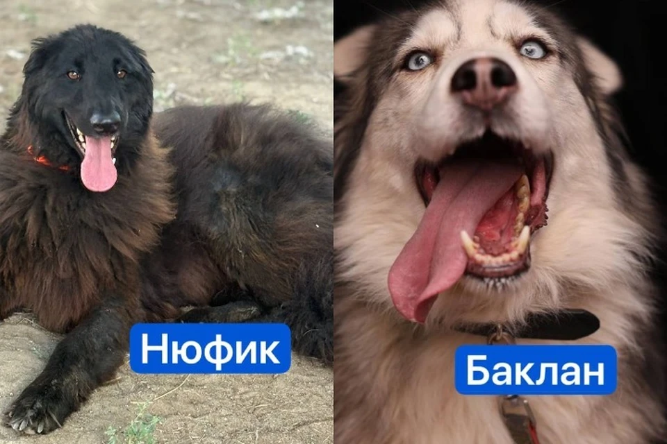 Очаровательные собаки нашли семьи в Европе. Фото: "Хвостатый дом".