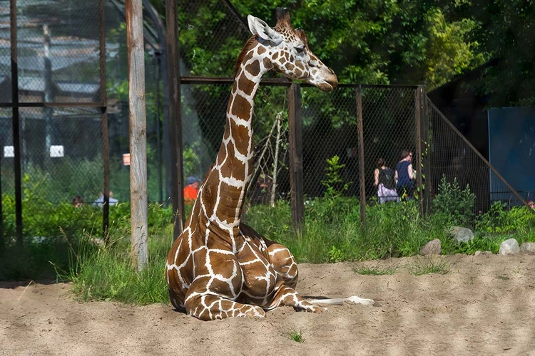 Вольер для жирафа почти полностью отремонтировали в Ленинградском зоопарке