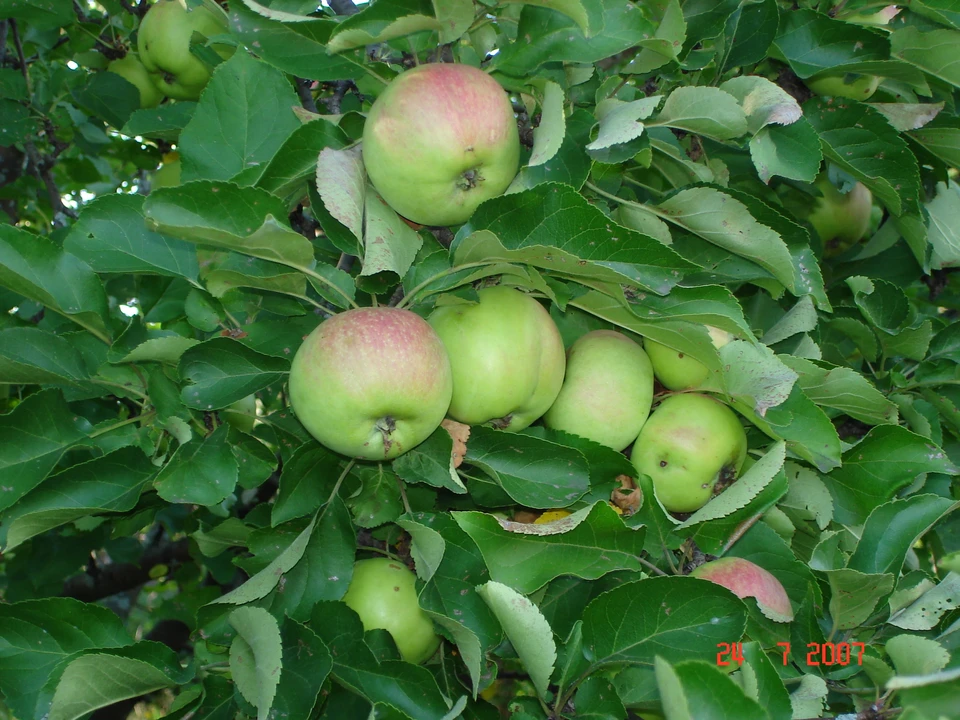 Вредители уже несколько лет не угрожают урожаю