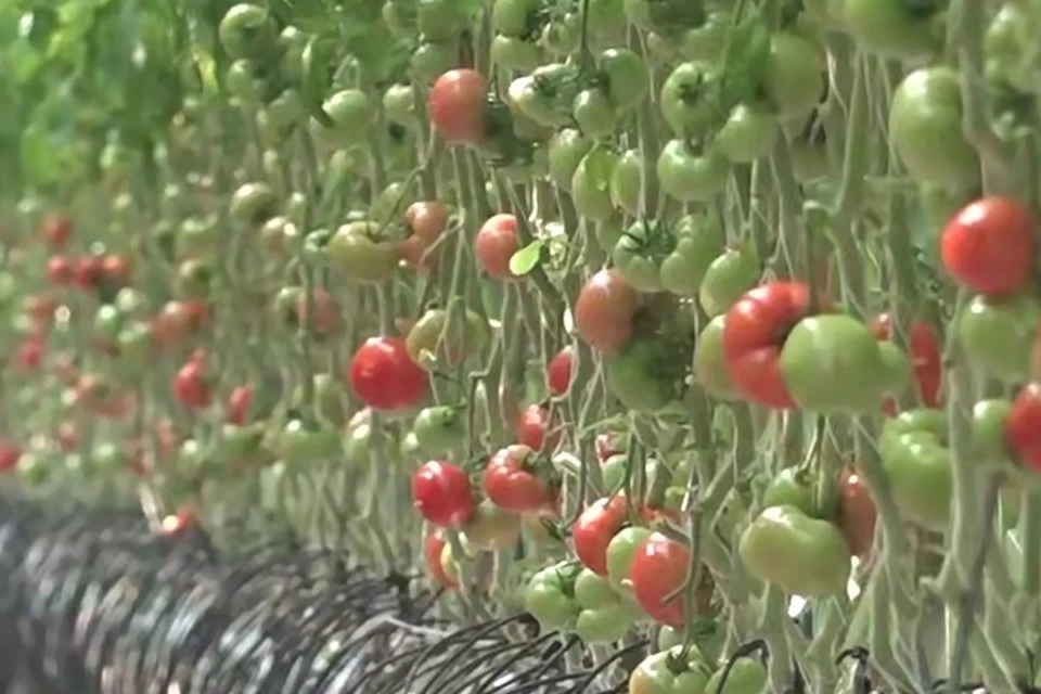 В Ждановке планируют построить тепличный комплекс. Фото: ТГ/Пушилин