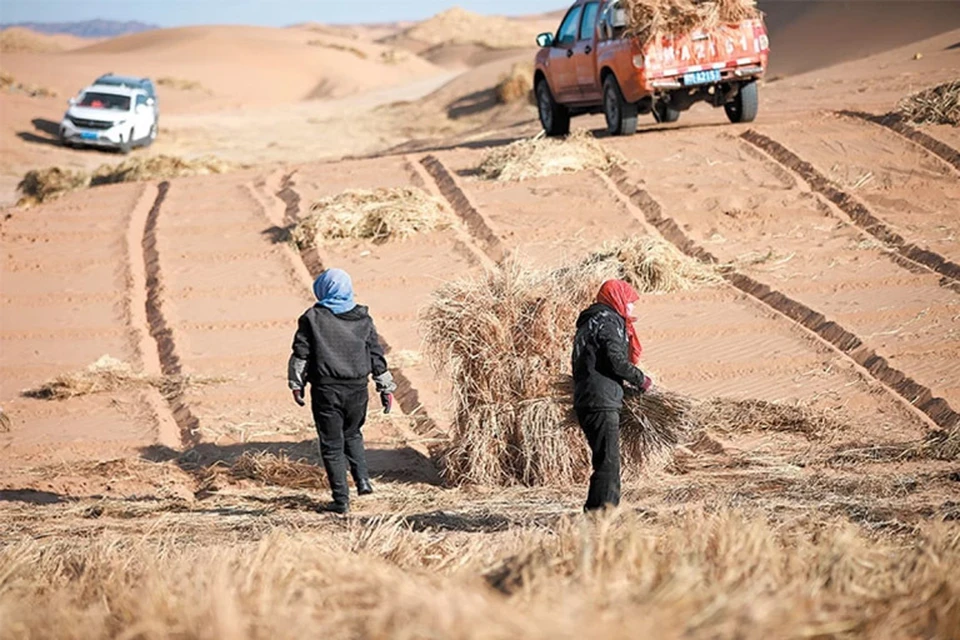 Рабочие высаживают траву рядами, чтобы предотвратить движение песков на западной окраине пустыни Тэнгэр в уезде Миньцинь (провинция Ганьсу), ноябрь 2024 г. ЧЖАН ЧЖИМИНЬ / СИНЬХУА