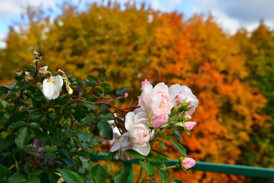 Теплая погода разбудила комаров.