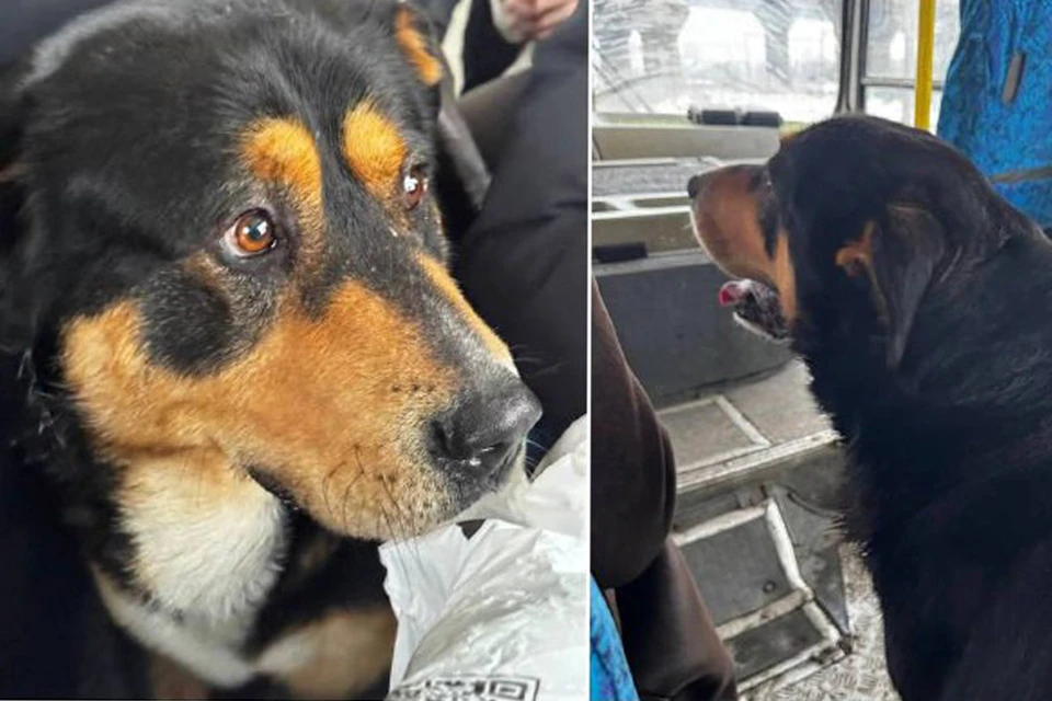 Пес-путешественник по кличке Миша. Фото: соцсети