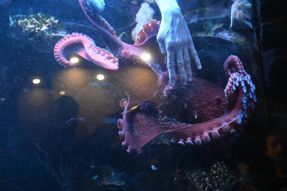 На Украине новый эпизод коррупционного скандала: деньги потратили на осьминогов.