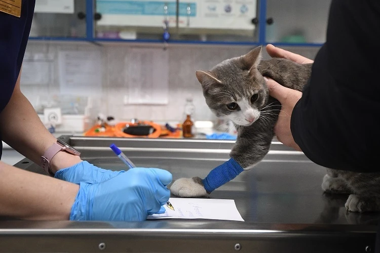 «Видимо, чем-то разозлил хозяйку!»: В Ростове спасают кота, выпавшего из окна пятого этажа