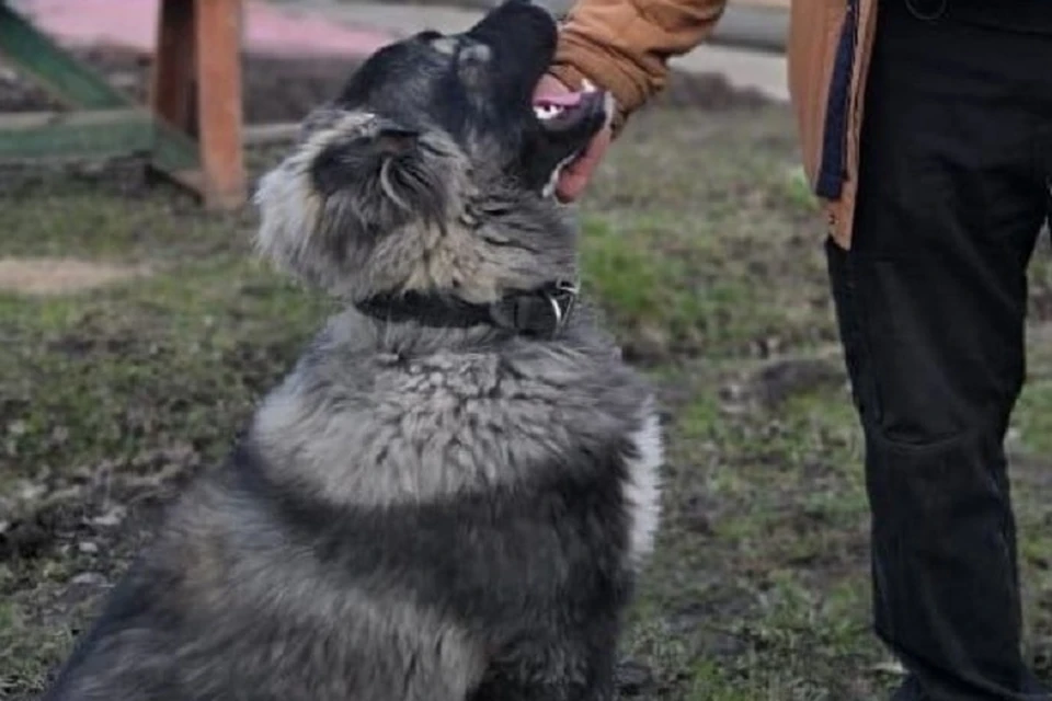 Собака, которую застрелили на чужом участке. Фото: Русская община Ярославль.