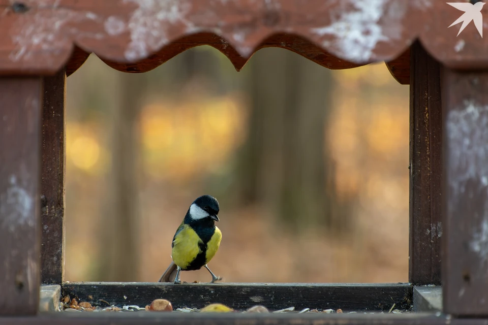 Главное правило - никакого хлеба в кормушке.