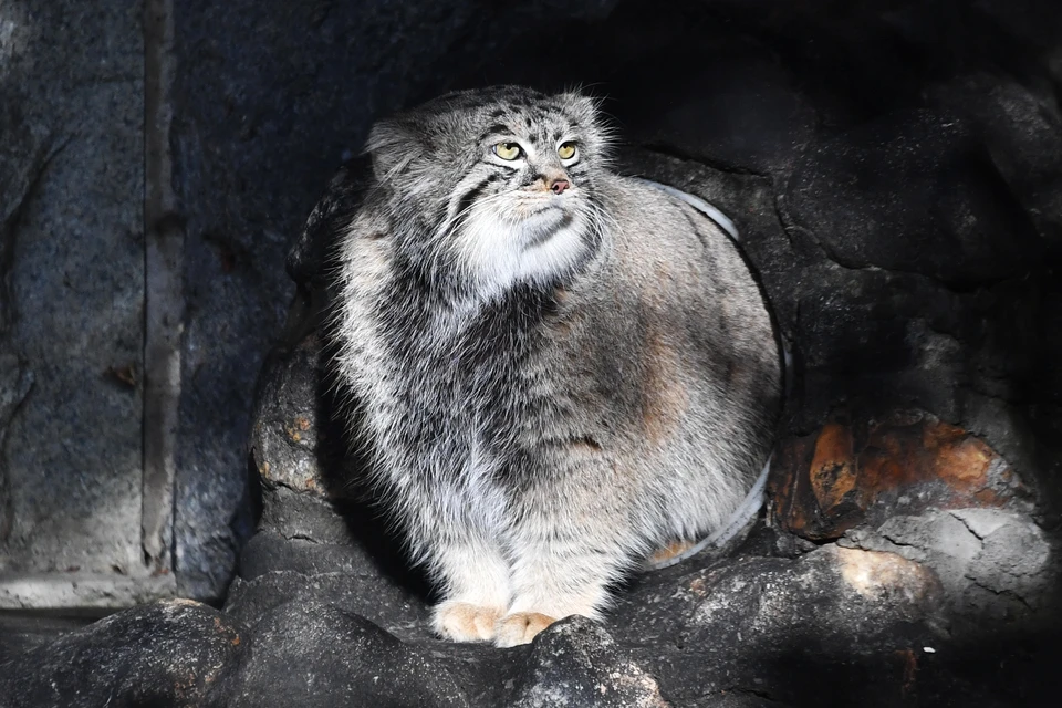 Тимофей находится в полном расцвете своих мужских сил – в этом году ему исполнилось 5 лет