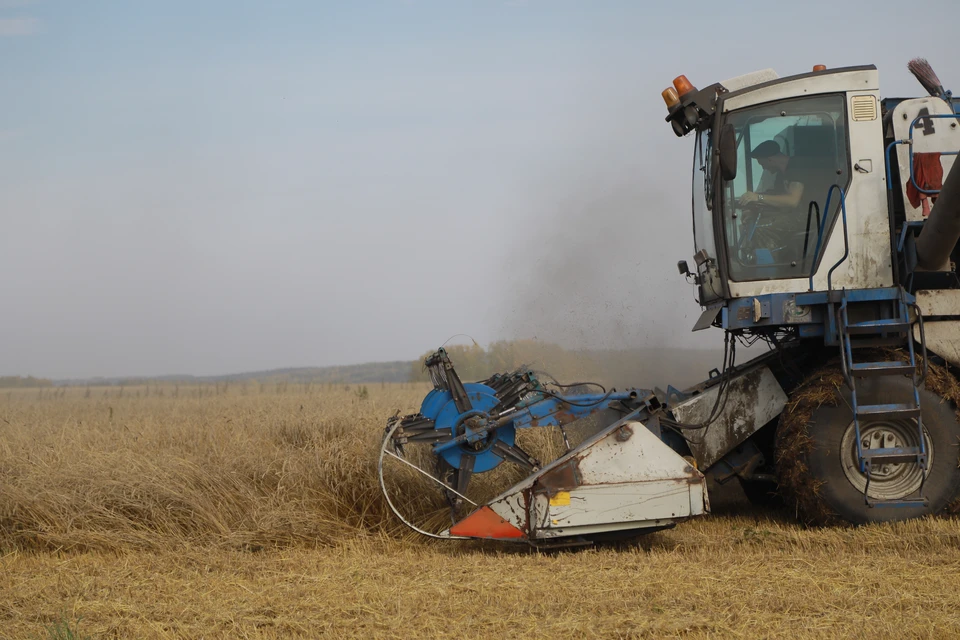 В этом сезоне в Приморье хорошая урожайность.
