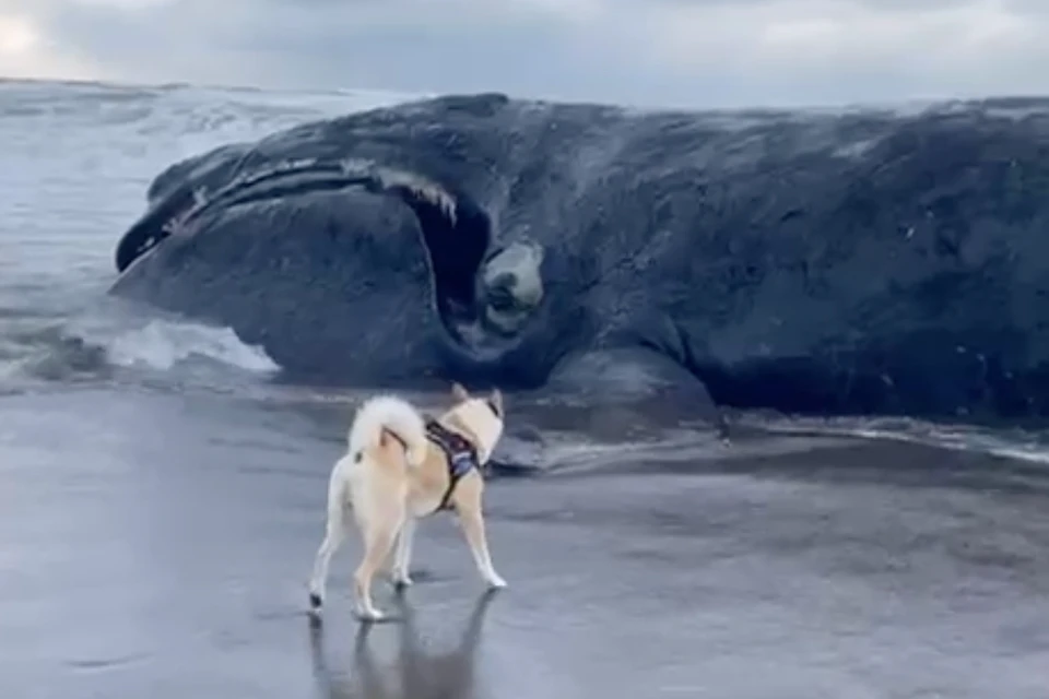 Специалисты занимаются изучением этих тревожных случаев. Фото: скриншот видео Александра Бурдина