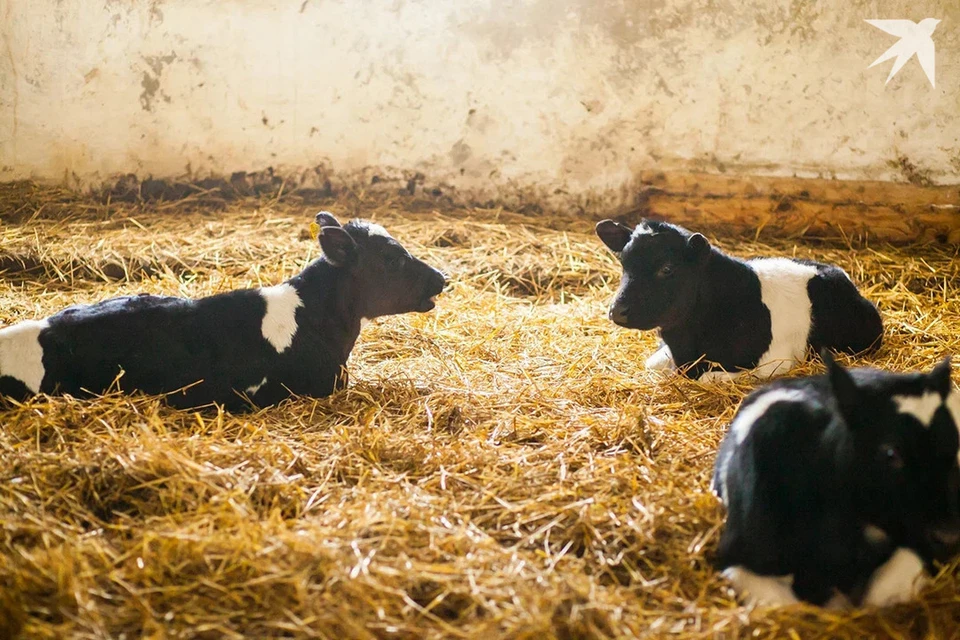 МВД сказало, как должностное лицо скрыло падеж 308 коров в Шарковщинском районе. Снимок носит иллюстративный характер.